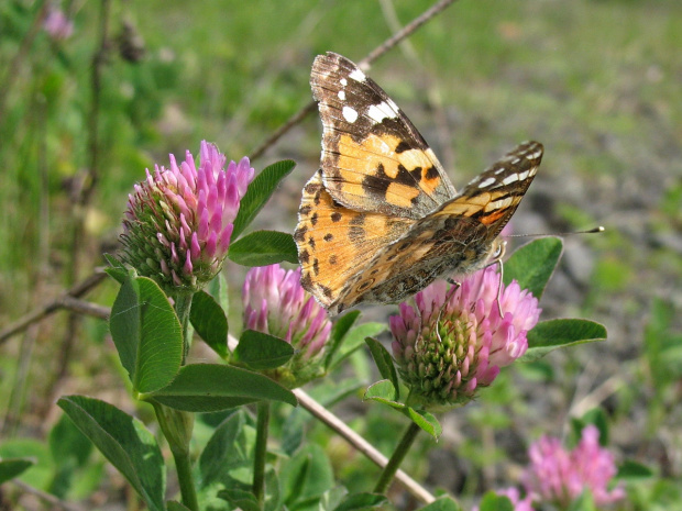 #motyl #PołudnicaOsetnik