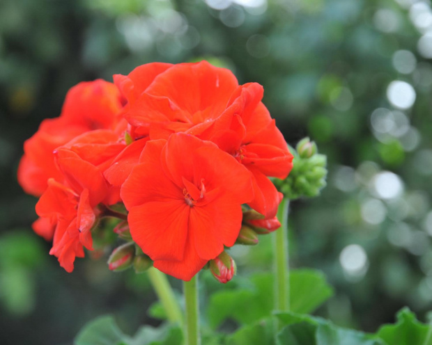 Ogniste pelargonie