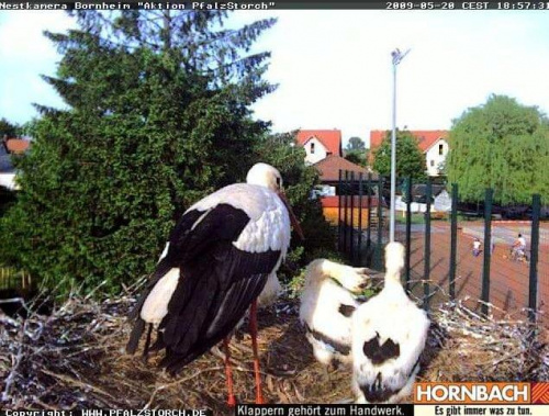 Bornheim/Sportplatz/de