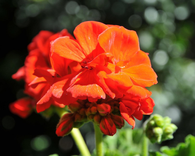 Ogniste pelargonie