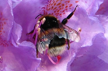 #owady #trzmiel #pszczoła