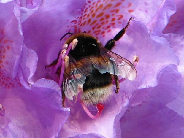 #owady #trzmiel #pszczoła