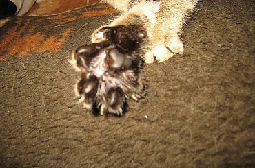 #Czupurki #Miśka #Snejki #Kotki