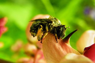 nadgorliwa, nie zdążyła przed ulewą........ #owad