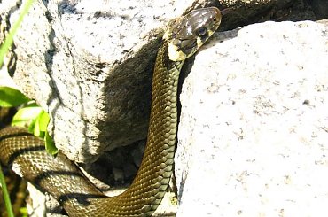 #WążGad #zaskroniec