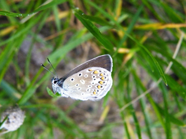 nie uciekł, czyżby spał #motyl