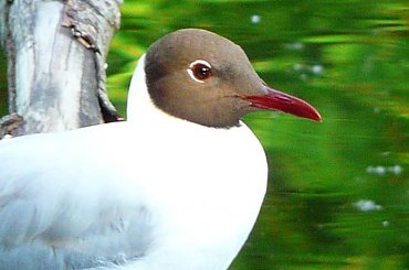 Jeszcze jedno ujęcie. #ptaki #mewa