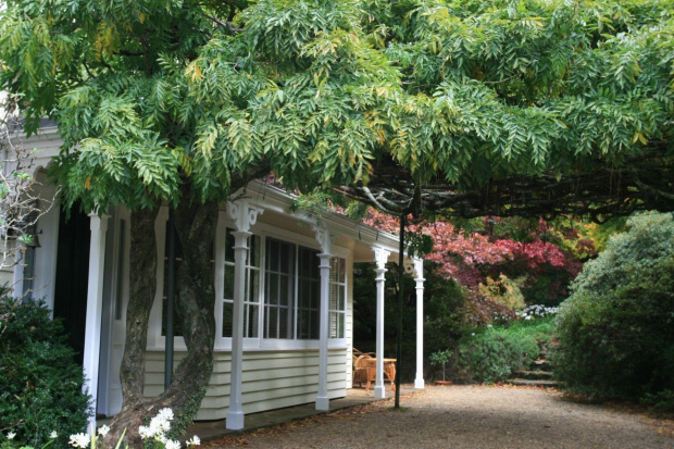 Ogrod Nooroo - stara wisteria przy domu.