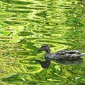 Para na zielonej wodzie. #kaczki #ptaki