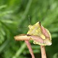 Borczyniec owocowy - Carpocoris fuscispinus #BorczyniecOwocowy