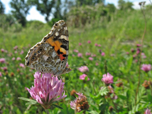 #motyl #PołudnicaOsetnik