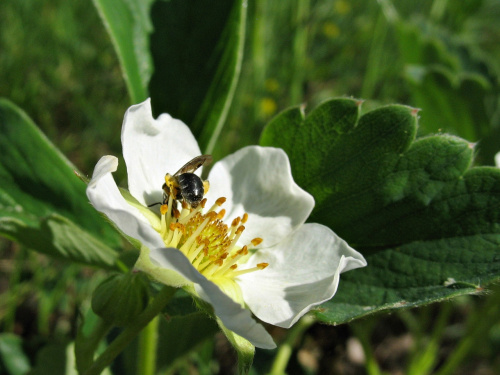 #kwiat #pszczoła #truskawka
