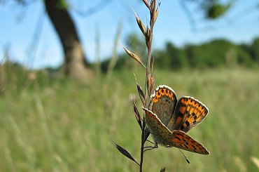 #motyl #CzerwończykDukacik