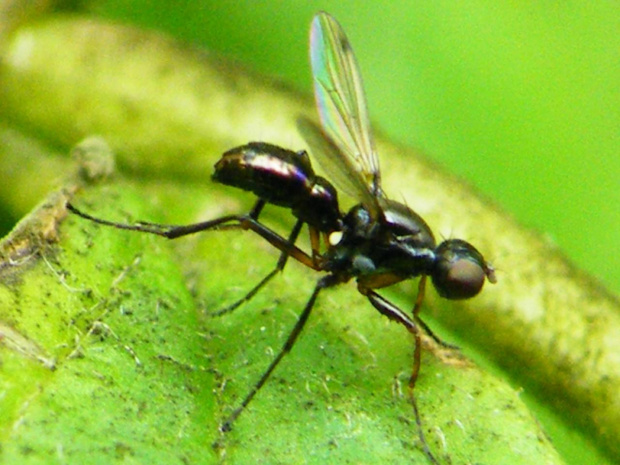 mrówka ze skrzydłami ? #mrówka #owad