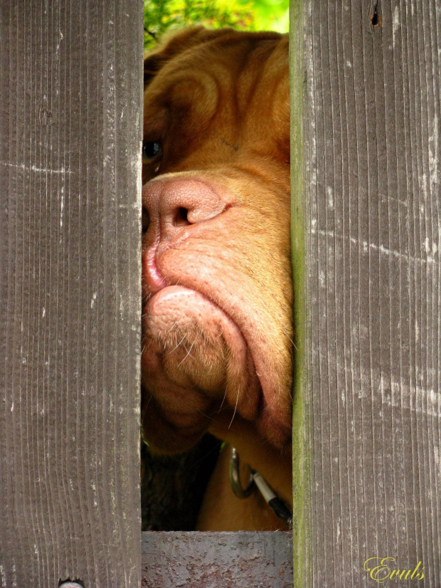 W zamknięciu... #Niewola #psy #pupile #zwierzęta #zwierzaki