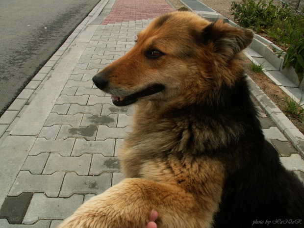 Pieskie życie :) #pies #suczka #przyjaźń