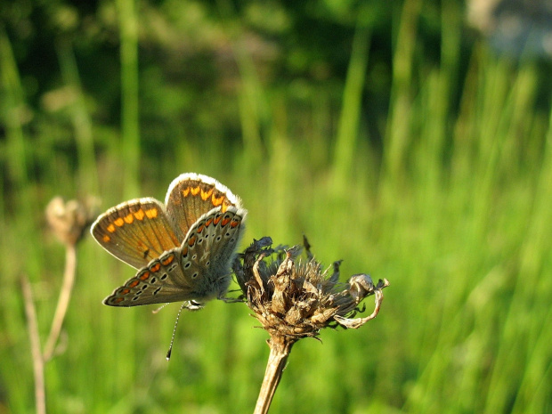 #motyl #MnogooczekLazurek #ModraszekIkar