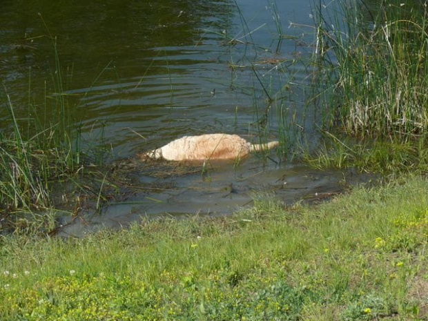 Lub pod wodą