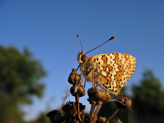 #motyl #PrzeplatkaAtalia