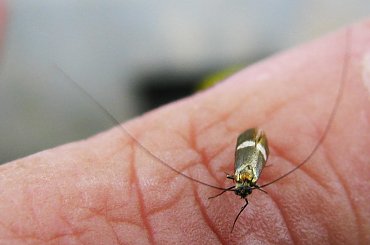 to coś było wzrostu mikrego (ok 4mm) ale wąsiska zasługują na księgę rekordów :D #owad #robak #świerszcz