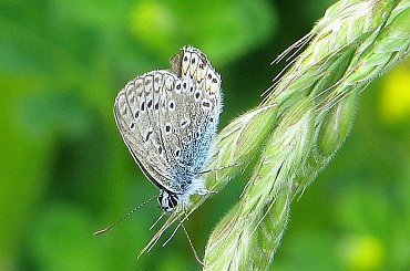 spotkane na podwórzu #owad #robak #świerszcz