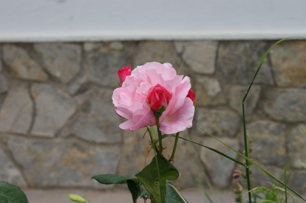 Rózyczka ,robione w Calla Millor