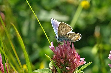 Modraszek ikar #ModraszekIkar #modraszek