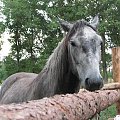 Dawid #fundacjatara #fundacja #tara #Piskorzyna #Scarlet #konie