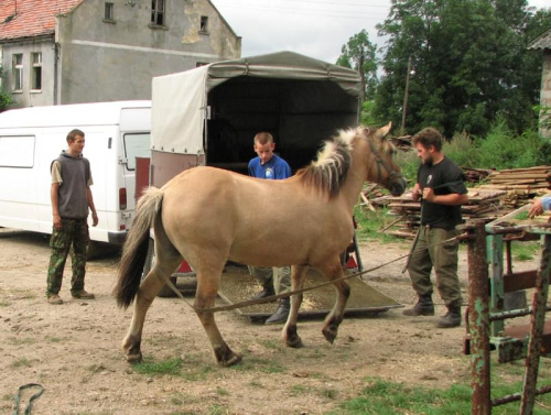 Oszczep wsiada do bukmany #fundacjatara #fundacja #tara #Piskorzyna #Scarlet #konie