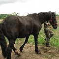 Caton prowadzony na nowe pastwisko #fundacjatara #fundacja #tara #Piskorzyna #Scarlet #konie