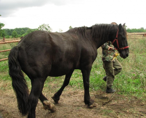 Caton prowadzony na nowe pastwisko #fundacjatara #fundacja #tara #Piskorzyna #Scarlet #konie