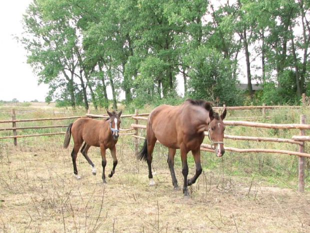 Sylwia i Margrabianka #fundacjatara #fundacja #tara #Piskorzyna #Scarlet #konie