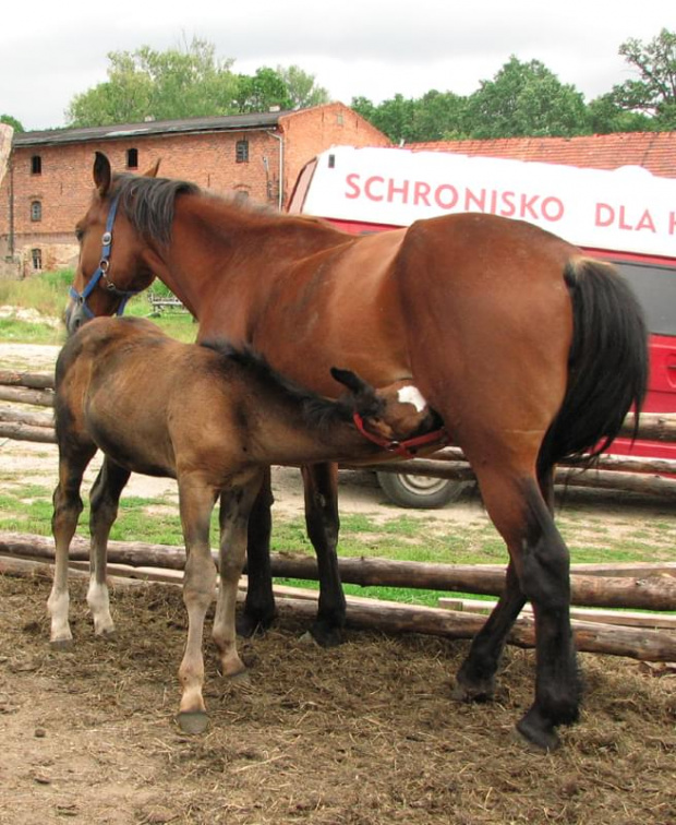 Misha - najmłodszy koń Tary #fundacjatara #fundacja #tara