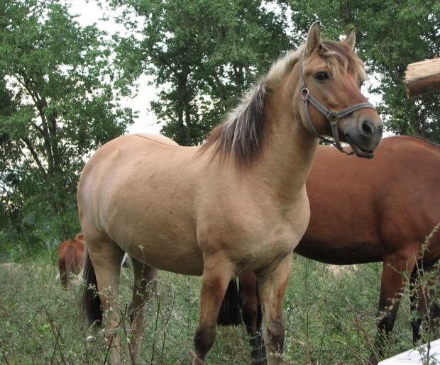 Oszczep #fundacjatara #fundacja #tara #Piskorzyna #Scarlet #konie