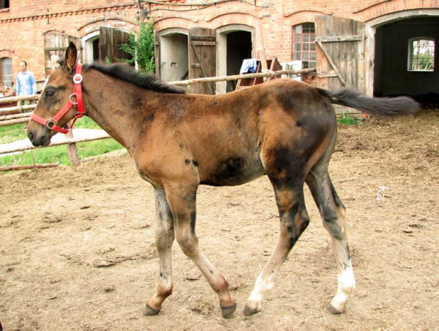 Misha - najmłodszy koń Tary #fundacjatara #fundacja #tara