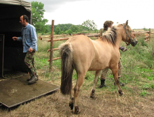 Oszczep na nowym pastwisku #fundacjatara #fundacja #tara #Piskorzyna #Scarlet #konie