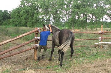 Dawid #fundacjatara #fundacja #tara #Piskorzyna #Scarlet #konie