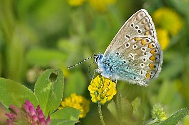 Modraszek ikar #ModraszekIkar