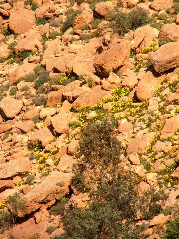 Gebel Nafusa - okolice Arhaybat