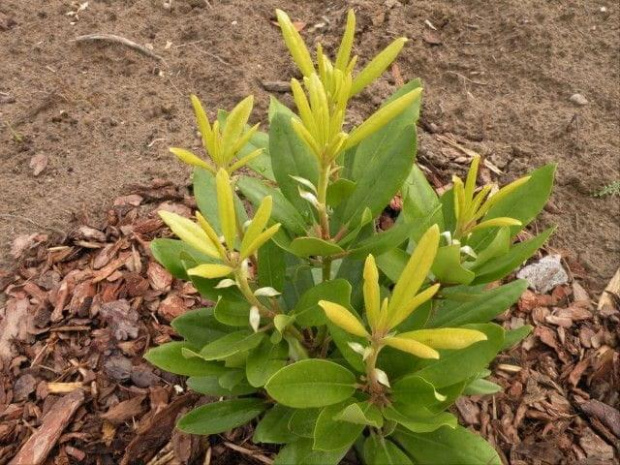 rododendron 1 bialy