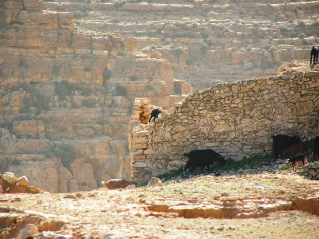 Gebel Nafusa - okolice Arhaybat