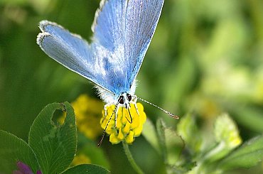 Modraszek ikar #ModraszekIkar