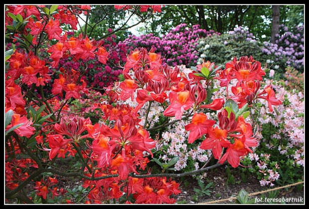 Rododendrony i azalie...azalie i rododendrony...