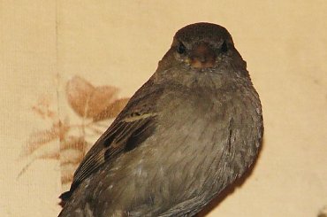 przyleciał z wizytą i wylecieć nie chciał. No więc ganialiśmy za nim z aparatem, próbując wskazać otwarte okno #wróbel #wizyta #niedziela #ptak