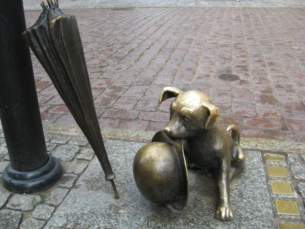 Pies Profesora Filutka -Rynek w Toruniu