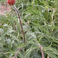 Echinacea pallida