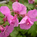 Geranium x cantabrigiense 'Karmin'