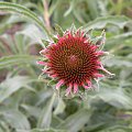 Echinacea pallida