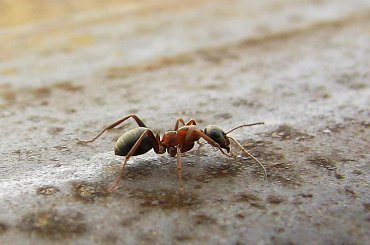 #owad #mrówka #robak