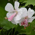 Geranium x cantabrigiense 'Biokovo'